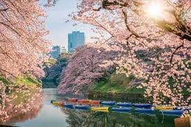 Ueno in full bloom