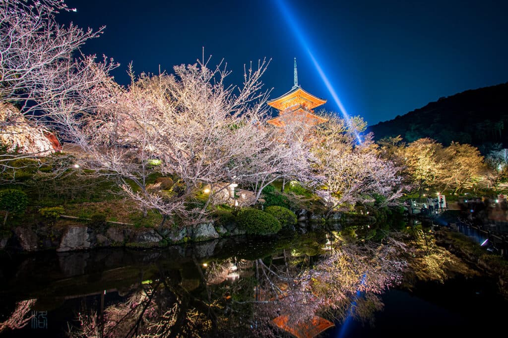 Hanami Evening at Ueno Park