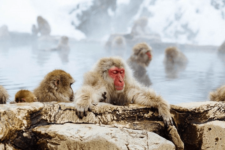 Ski and Snowboard Rental in Hokkaido